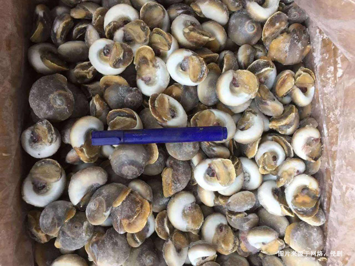 深圳冷凍海螺肉進(jìn)口報(bào)關(guān)資料