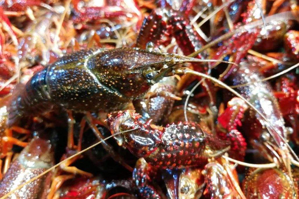 鮮活小龍蝦進口清關