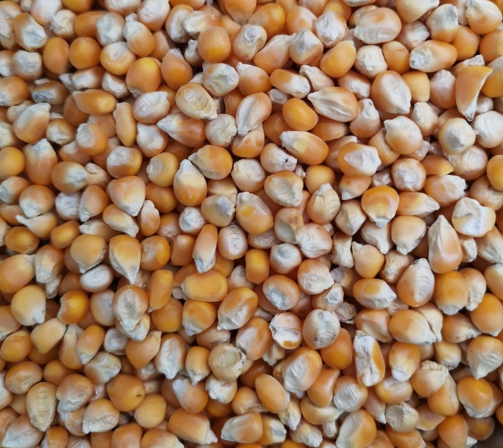 南非干玉米飼料進口報關(guān)