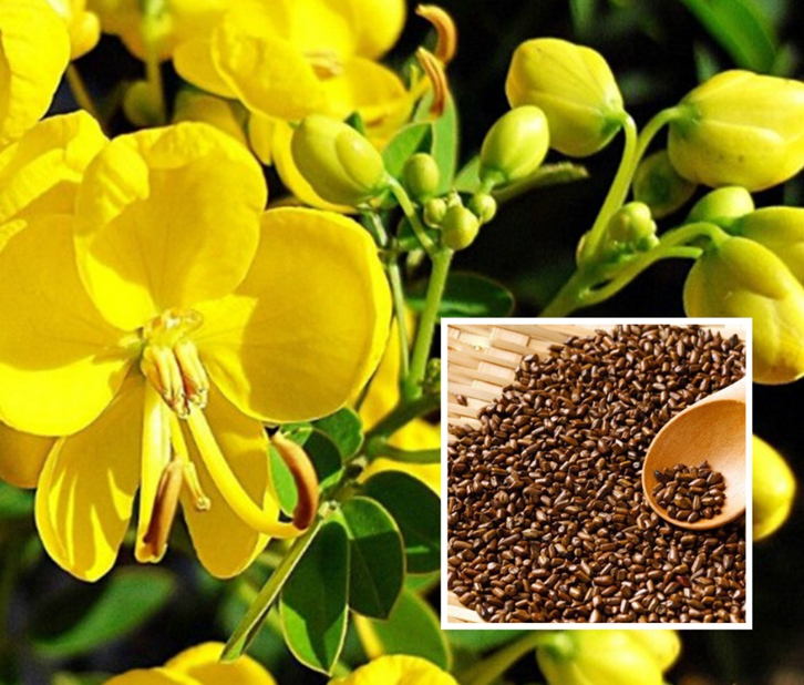 決明子進(jìn)口報(bào)關(guān)流程