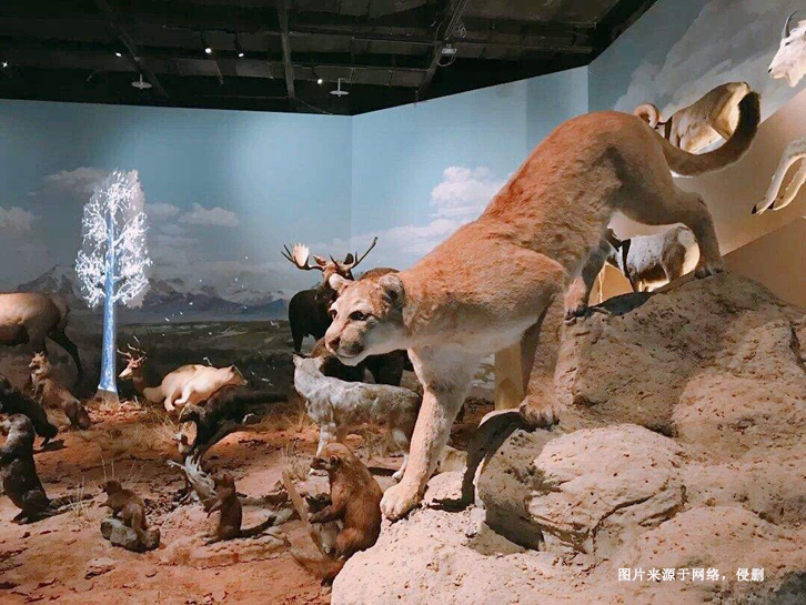 南非獅子動(dòng)物標(biāo)本進(jìn)口報(bào)關(guān)資料