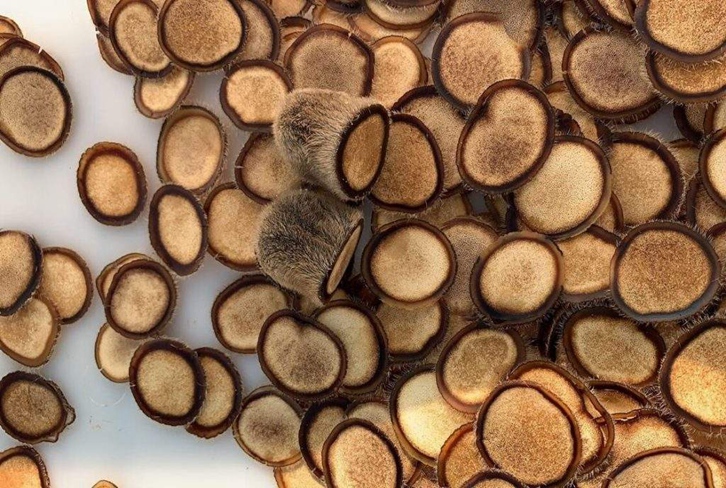 進(jìn)口澳大利亞鹿茸報(bào)關(guān)資料