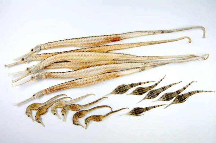 進口泰國干海馬報關