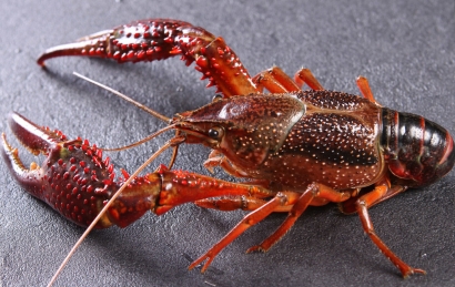 鮮活小龍蝦進(jìn)口清關(guān)怎么操作？需要多長(zhǎng)時(shí)間？