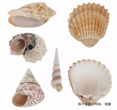 印尼日月貝貝殼進(jìn)口報(bào)關(guān)流程到廣州黃埔普貨案例