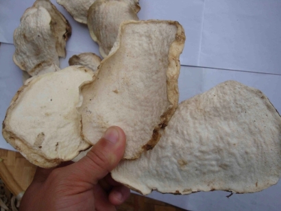 進口魔芋干片報關(guān)報檢要求-超齊全