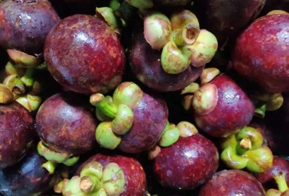 越南山竹進口清關(guān)費用_水果山竹進口清關(guān)流程