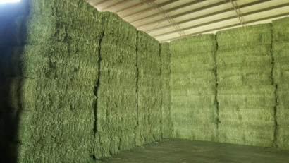 武漢進(jìn)口西班牙苜蓿草報(bào)關(guān)資料6樣-飼料通關(guān)要點(diǎn)