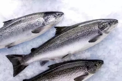 智利三文魚進口報關流程-19年冷凍水產品報關行