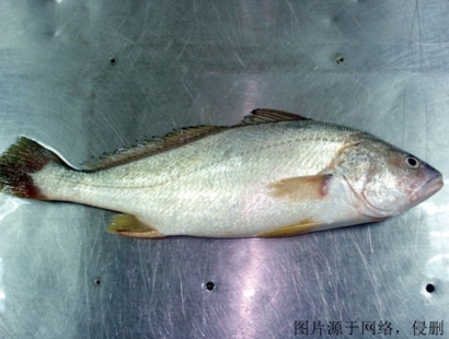 上海進(jìn)口印度叫姑魚(yú)清關(guān)流程_冷凍魚(yú)報(bào)關(guān)門(mén)到門(mén)
