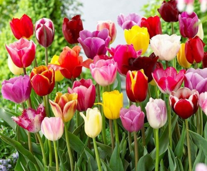 北京機(jī)場(chǎng)鮮花空運(yùn)清關(guān)：荷蘭郁金香進(jìn)口報(bào)關(guān)流程