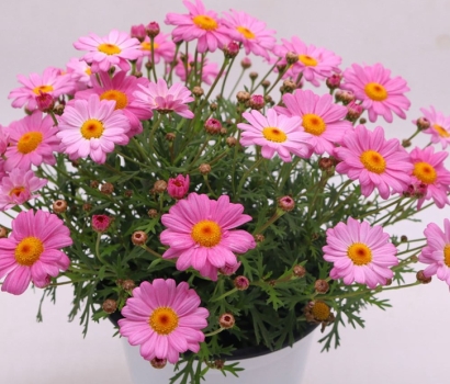 廣州花卉進(jìn)口報(bào)關(guān)資料_盆栽植物如何進(jìn)口清關(guān)