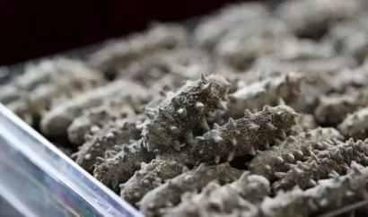 進(jìn)口干海參報關(guān)必看指南_進(jìn)口干海參資質(zhì)