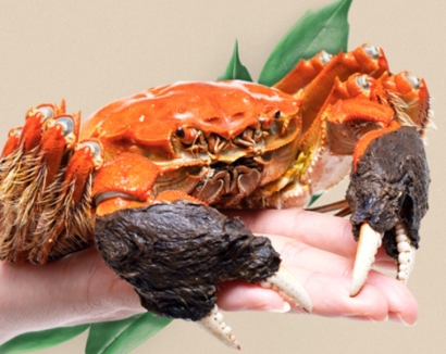 進(jìn)口鮮活螃蟹報關(guān)怎么快速通關(guān)_一站式代理