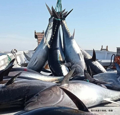 日本藍(lán)鰭金槍魚(yú)進(jìn)口報(bào)關(guān)流程到深圳水產(chǎn)品案例