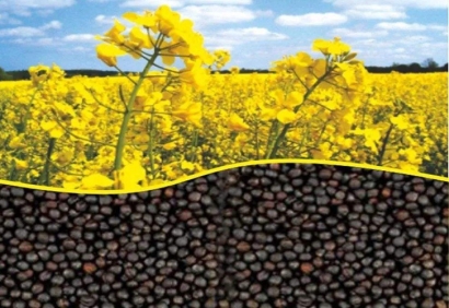 加拿大油菜籽粕進(jìn)口報(bào)關(guān)資料有這幾樣-飼料清關(guān)