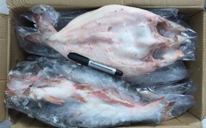 越南冷凍巴沙魚進口報關到青島代理水產品案例