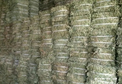 進(jìn)口蘇丹苜蓿草報(bào)關(guān)資料_飼料苜蓿草準(zhǔn)入進(jìn)口國(guó)家