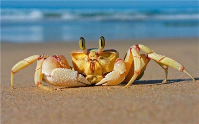 進(jìn)口鮮活螃蟹報關(guān)清關(guān)注意事項，不了解的可以看看