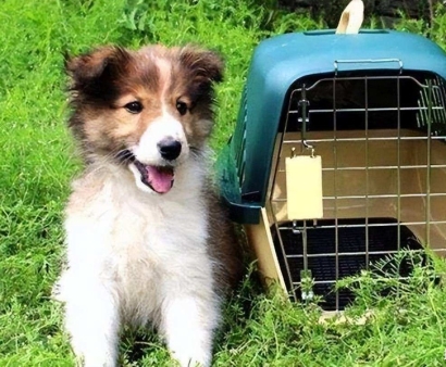 北京機(jī)場(chǎng)寵物進(jìn)口報(bào)關(guān)資料_回國寵物訂艙空運(yùn)費(fèi)用