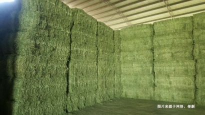 進口加拿大苜蓿草報關資料_牲畜飼料通關檢疫要求