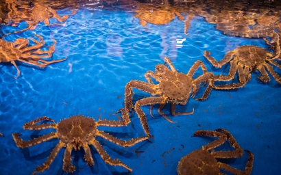 鮮活帝王蟹進口清關(guān)