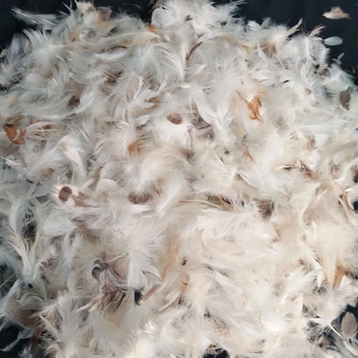 1640769686121567.jpg 鴨毛進口報關清關代理_副本.jpg