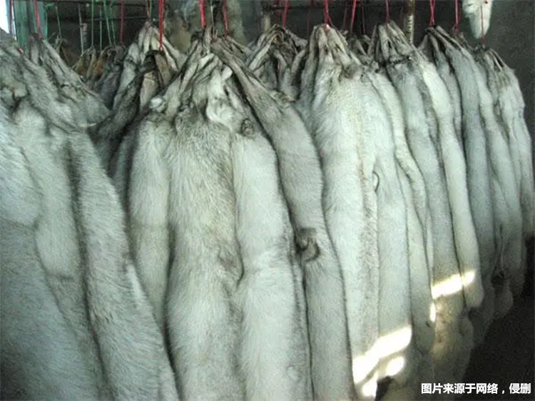 進(jìn)口加拿大赤狐生態(tài)標(biāo)本報(bào)關(guān) 進(jìn)口加拿大赤狐生態(tài)標(biāo)本報(bào)關(guān)