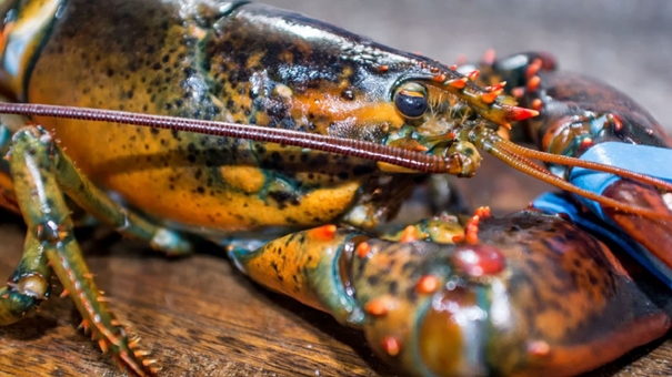 1641981738985269.jpg 波士頓冷凍進口龍蝦清關_副本.jpg