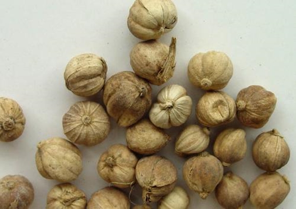 進(jìn)口柬埔寨豆蔻報關(guān) 柬埔寨豆蔻進(jìn)口報關(guān)_副本.jpg