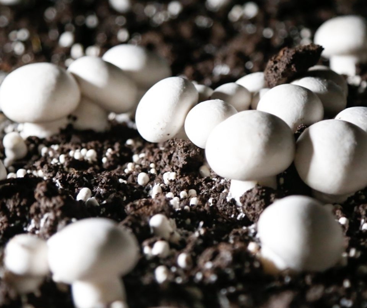 德國(guó)菌種進(jìn)口報(bào)關(guān)資料 德國(guó)菌種進(jìn)口報(bào)關(guān)資料