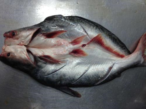 1571276681913034.jpg 越南巴沙魚(yú)進(jìn)口報(bào)關(guān)