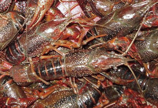 1630496373803384.jpg 上海進口活龍蝦報關