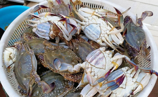 冷凍蟹進(jìn)口報關(guān)